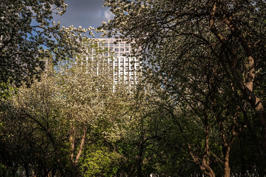 Яблоневый сад 5