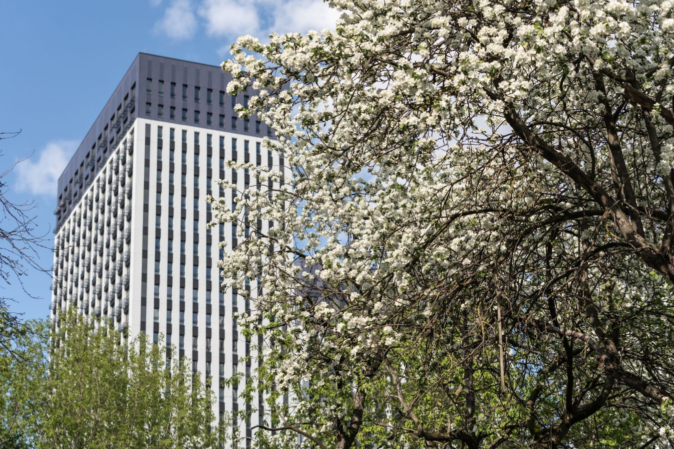 Яблоневый сад 2