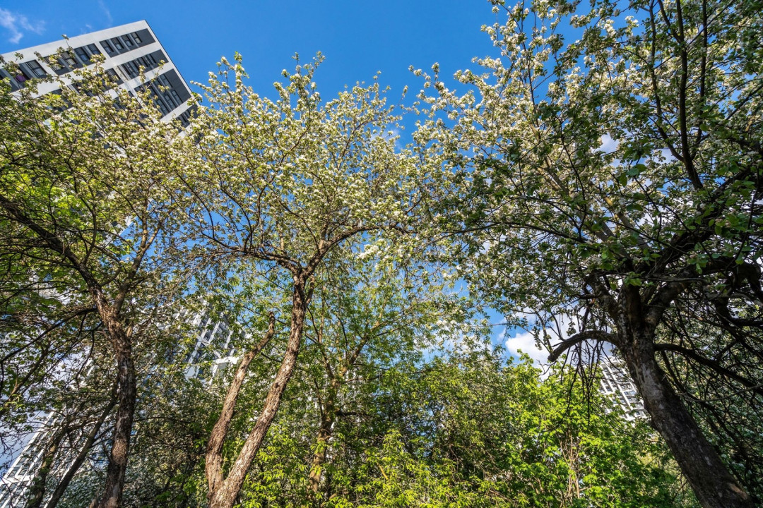 Яблоневый сад 3